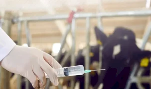 Çiftçilere 450 milyon liralık destek ödemesi