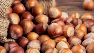 Tarım ve Orman Bakanlığı, fındık alım kotasını %30 artırıyor