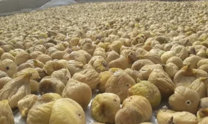Türk kuru incirinin ihracat yolculuğu başlıyor... Uzakdoğu kuru incirimizi çok sevdi