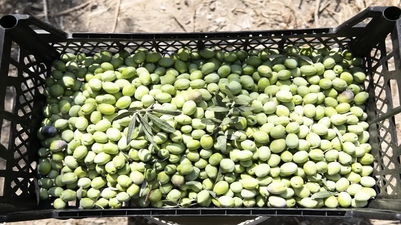 Mersin'de zeytin fidanları hasat veriyor: 200 bin 419 fidan üreticilere ulaştı