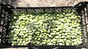 Mersin'de zeytin fidanları hasat veriyor: 200 bin 419 fidan üreticilere ulaştı